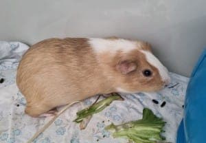Peanut Betty und die Kleinen - Kleintier zur Adoption aus Tierheim Stuttgart