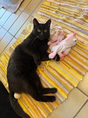 Peter - Katze zur Adoption aus Tierheim Stuttgart