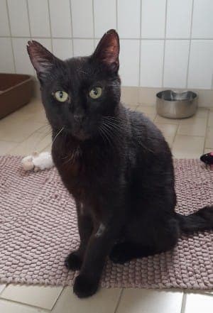 Peter - Katze zur Adoption aus Tierheim Stuttgart