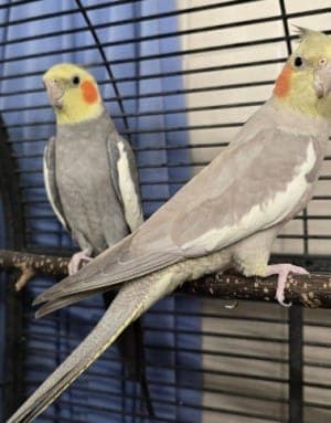 Pippa und Bubu - Vogel zur Adoption aus Tierheim Stuttgart