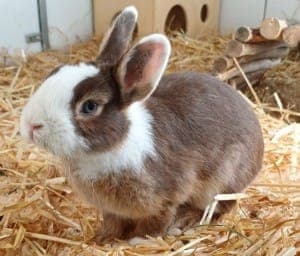 Rambo - Kleintier zur Adoption aus Tierheim Stuttgart