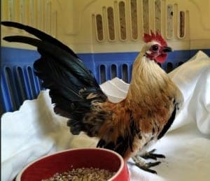 Ringo - Vogel zur Adoption aus Tierheim Stuttgart