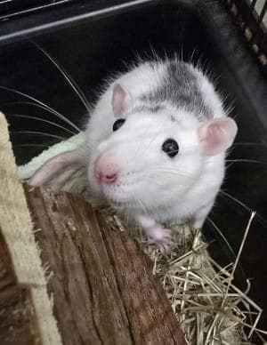 Roddy - Kleintier zur Adoption aus Tierheim Stuttgart