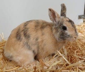 Romeo - Kleintier zur Adoption aus Tierheim Stuttgart