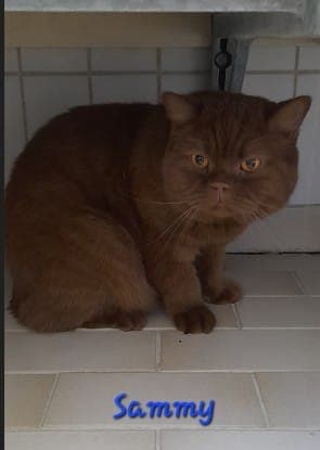 Sammy (schokofarben) und Stipo (creme-weiß) - Katze zur Adoption aus Tierheim Stuttgart