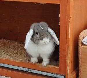 Saphira - Kleintier zur Adoption aus Tierheim Stuttgart