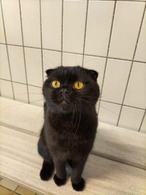 Scotty - Katze zur Adoption aus Tierheim Stuttgart