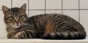 Simon - Katze zur Adoption aus Tierheim Stuttgart