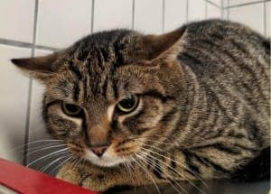 Simon - Katze zur Adoption aus Tierheim Stuttgart