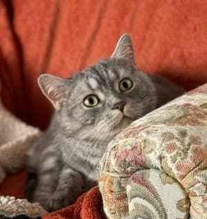 Sipsi - Katze zur Adoption aus Tierheim Stuttgart
