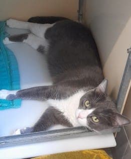Skipper - Katze zur Adoption aus Tierheim Stuttgart