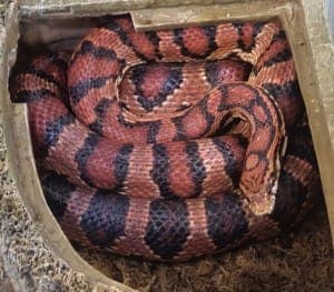 Sky - Exot zur Adoption aus Tierheim Stuttgart