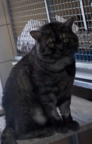Smoky - Katze zur Adoption aus Tierheim Stuttgart