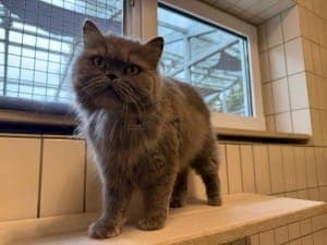Stifka - Katze zur Adoption aus Tierheim Stuttgart