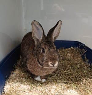 Sunday - Kleintier zur Adoption aus Tierheim Stuttgart