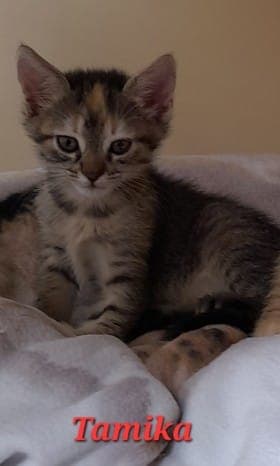 Tamika und Tajana - Katze zur Adoption aus Tierheim Stuttgart
