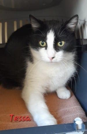 Tessa - Katze zur Adoption aus Tierheim Stuttgart