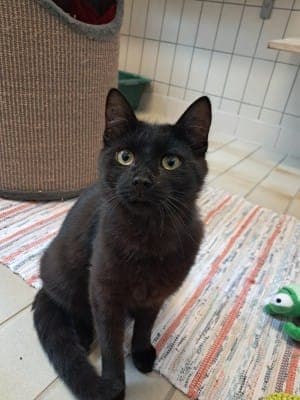 Theo - Katze zur Adoption aus Tierheim Stuttgart