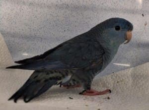 Thiago Gabriel und Maria - Vogel zur Adoption aus Tierheim Stuttgart