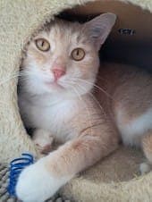 Tiku - Katze zur Adoption aus Tierheim Stuttgart