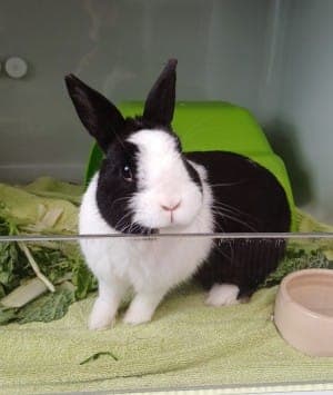 Tommy - Kleintier zur Adoption aus Tierheim Stuttgart