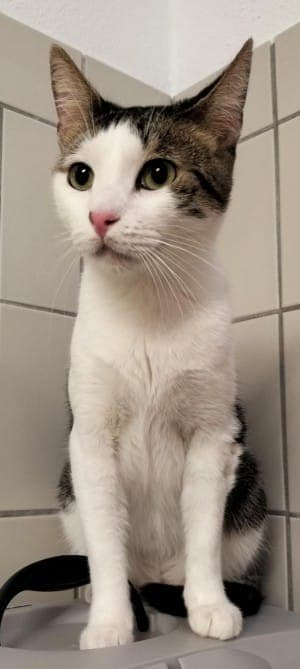 Toni - Katze zur Adoption aus Tierheim Stuttgart