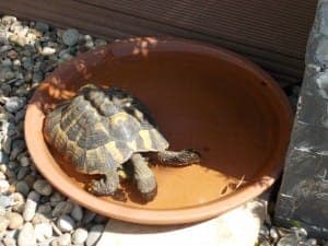 versch. griechische Landschildkröten - Exot zur Adoption aus Tierheim Stuttgart