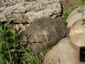 versch. maurische Landschildkröten - Exot zur Adoption aus Tierheim Stuttgart