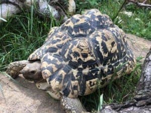 Versch. Pantherschildkröten - Exot zur Adoption aus Tierheim Stuttgart