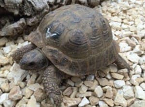 Versch. russische Landschildkröten - Exot zur Adoption aus Tierheim Stuttgart