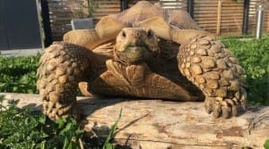 versch. Spornschildkröten - Exot zur Adoption aus Tierheim Stuttgart