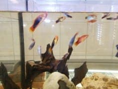 Versch. Zierfische - Exot zur Adoption aus Tierheim Stuttgart