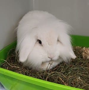 Wally - Kleintier zur Adoption aus Tierheim Stuttgart