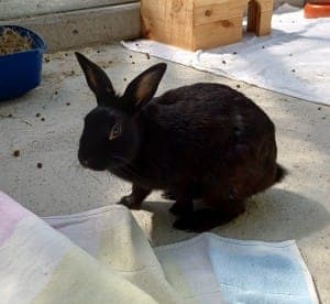 Wendy - Kleintier zur Adoption aus Tierheim Stuttgart