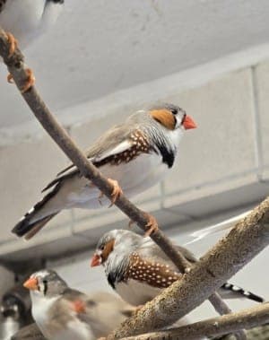 Zebrafinken - Vogel zur Adoption aus Tierheim Stuttgart