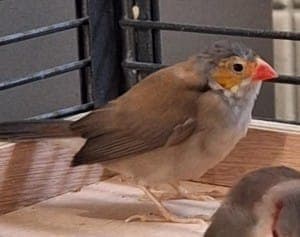 Zohra - Vogel zur Adoption aus Tierheim Stuttgart