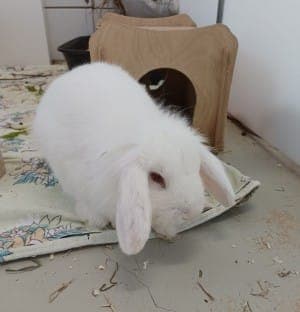 Zuckerwatte - Kleintier zur Adoption aus Tierheim Stuttgart
