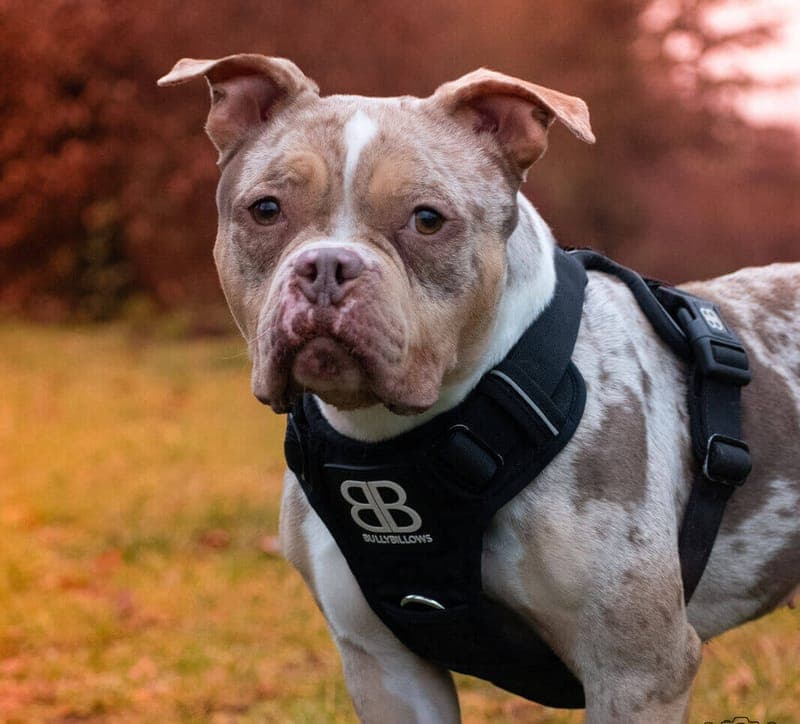Ayla - Hund zur Adoption aus Tierheim Freiburg