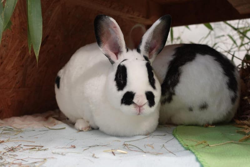 Pünktchen - Kleintier zur Adoption aus Tierheim Freiburg