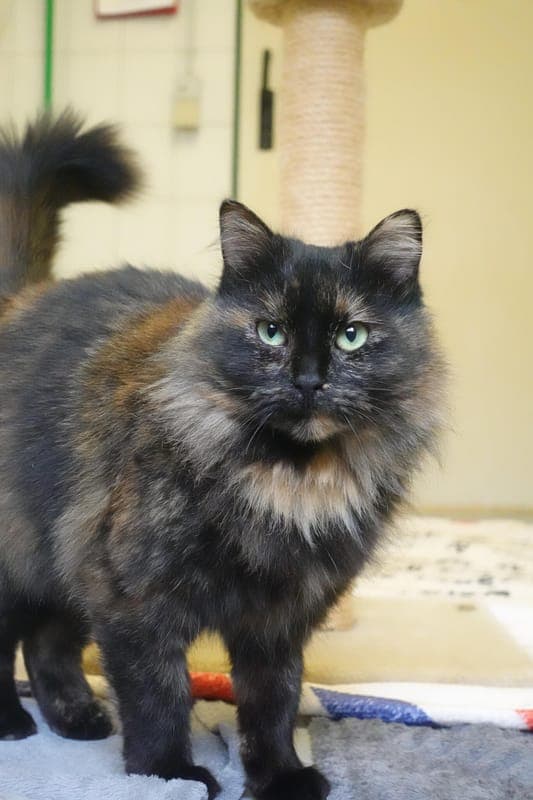 Shy - Katze zur Adoption aus Tierheim Freiburg