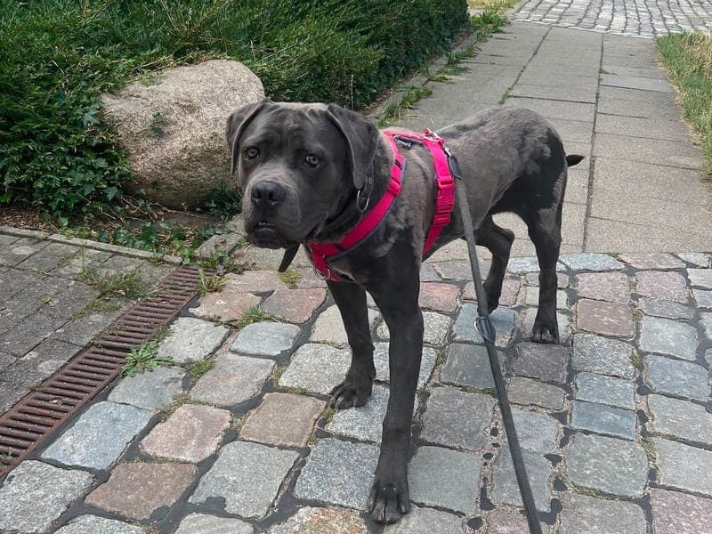 Ares - Hund zur Adoption aus Hamburger Tierschutzverein