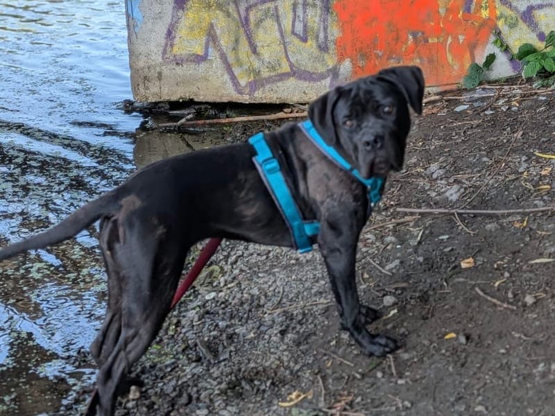 Athena - Hund zur Adoption aus Hamburger Tierschutzverein