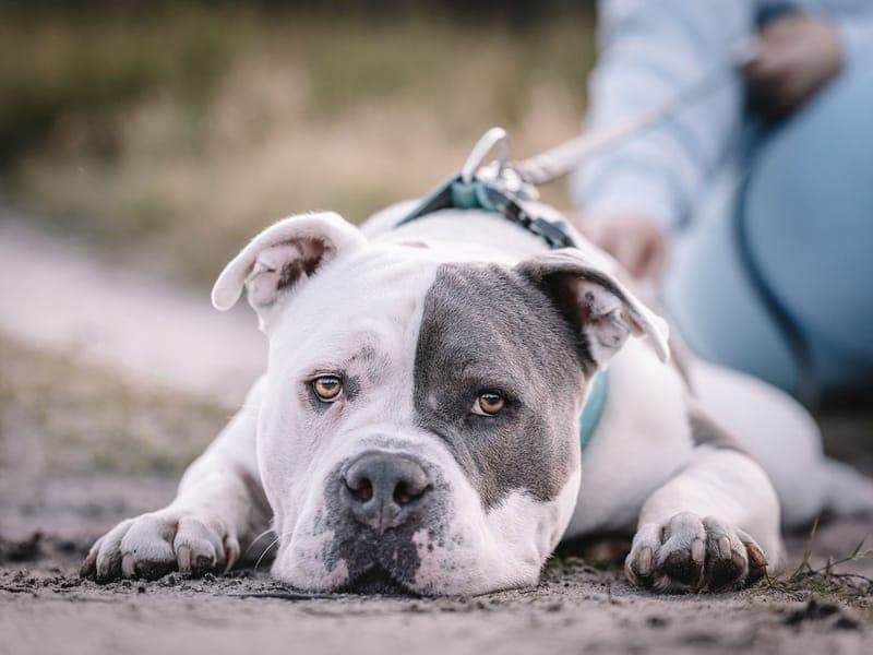 Balu - Hund zur Adoption aus Hamburger Tierschutzverein