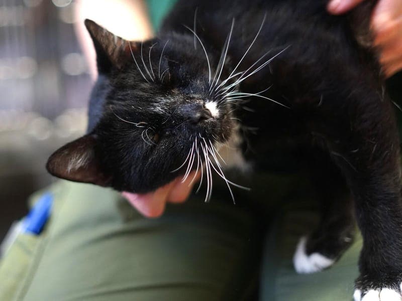 Fredo - Katze zur Adoption aus Hamburger Tierschutzverein