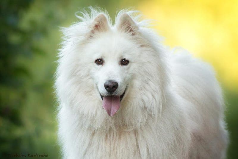 Samu - Hund zur Adoption aus Tierheim Karlsruhe