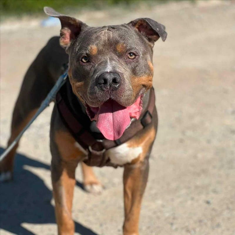 APOLLO - Hund zur Adoption aus Tierschutzverein München e.V.