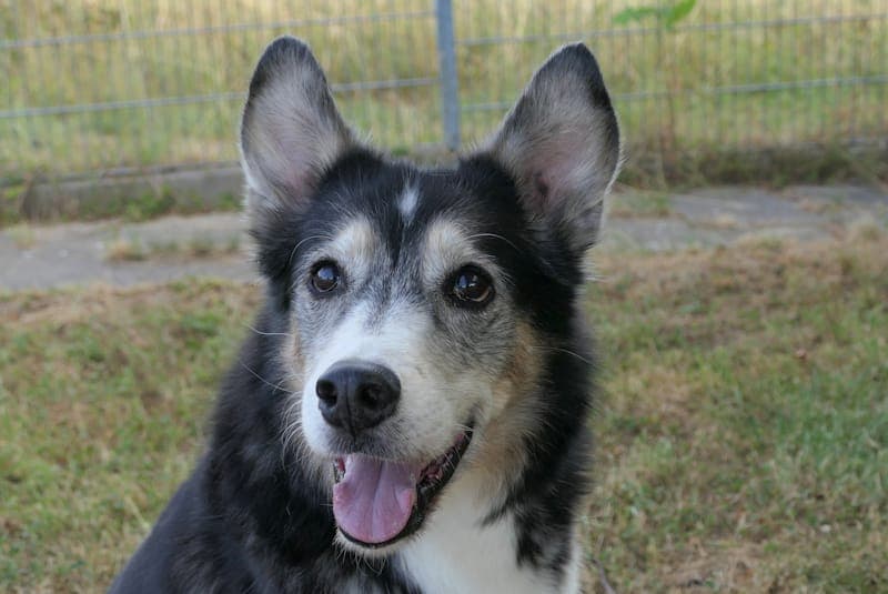 Angelique NEU - Hund zur Adoption aus Tierheim Reutlingen