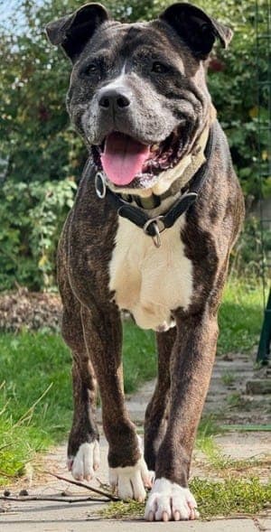 Aki - Hund zur Adoption aus Tierheim Stuttgart