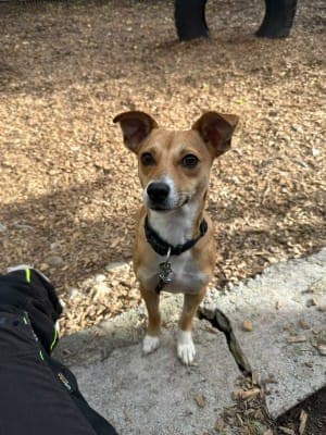 Amber - Hund zur Adoption aus Tierheim Stuttgart