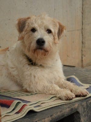 Arhat - Hund zur Adoption aus Tierheim Stuttgart